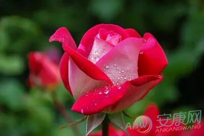 解读梦见玫瑰花开的象征意义 了解花的含义