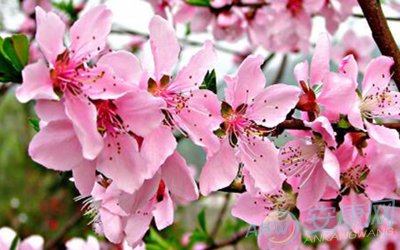 春节送桃花代表着什么意思？ 