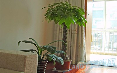 风水植物：发财树怎么养